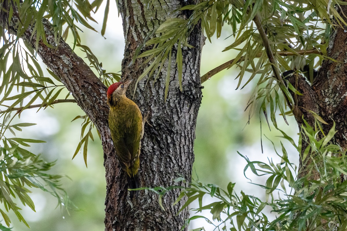 Streak-throated Woodpecker - ML636762177