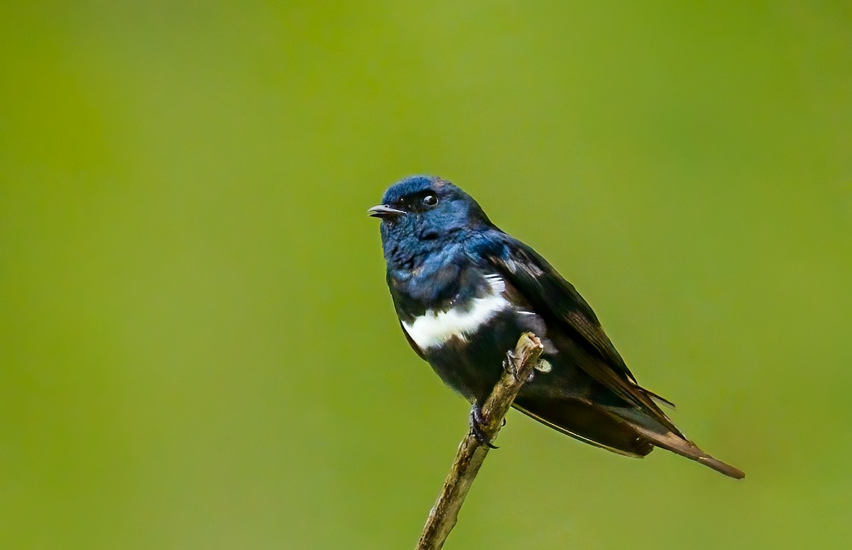 White-banded Swallow - ML636762300