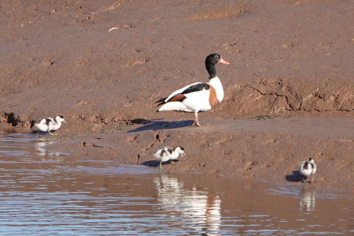 Common Shelduck - Clare O'Neill