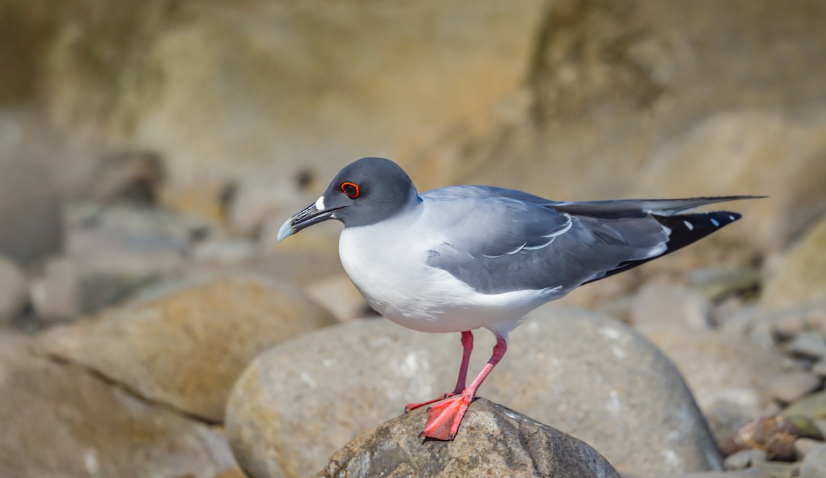Swallow-tailed Gull - ML636762392