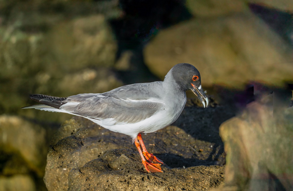 Swallow-tailed Gull - ML636762393