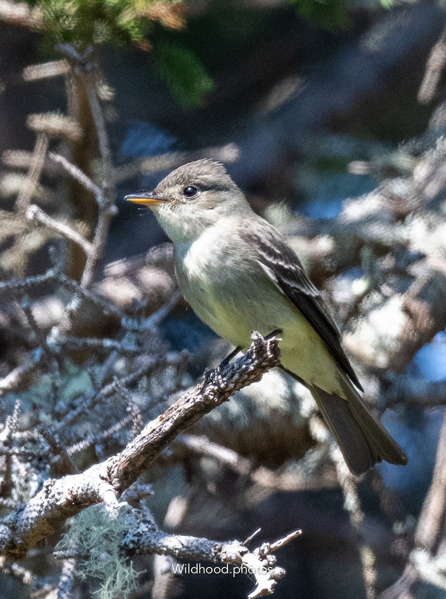 Eastern Wood-Pewee - ML636762479