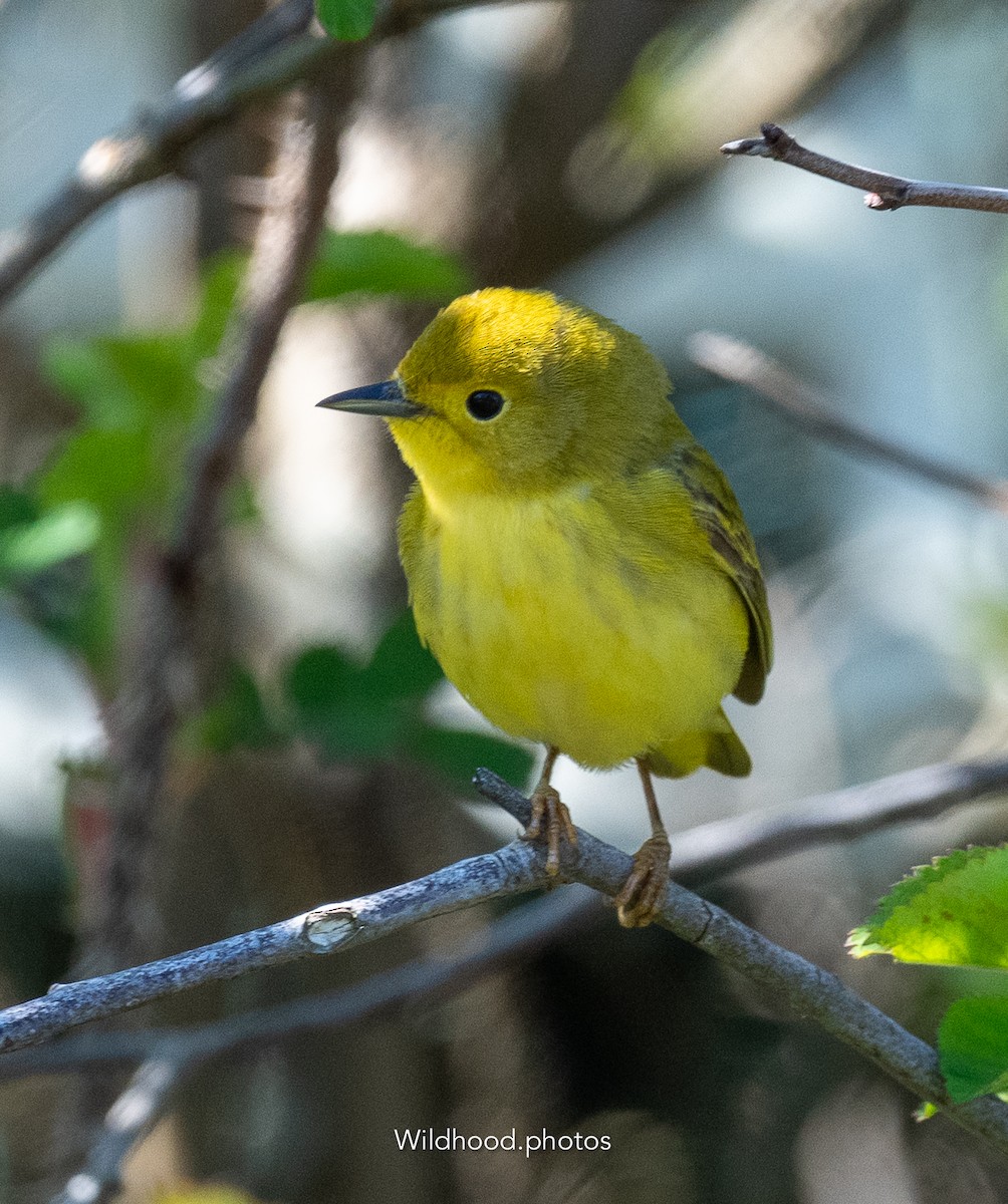 Northern Yellow Warbler - ML636762494