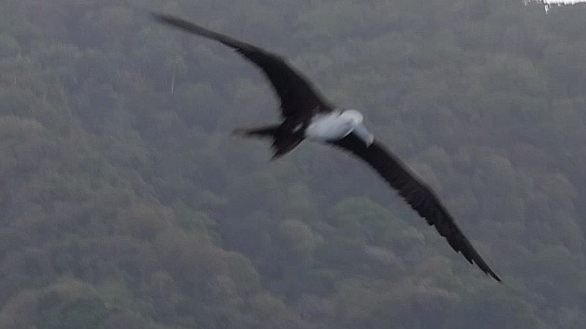 Prachtfregattvogel - ML636762521