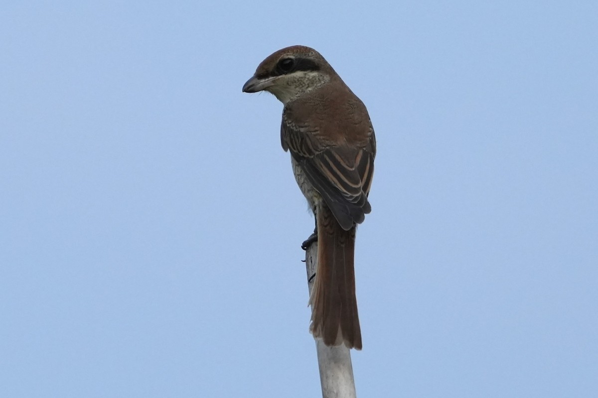 Brown Shrike (Brown) - ML636762557