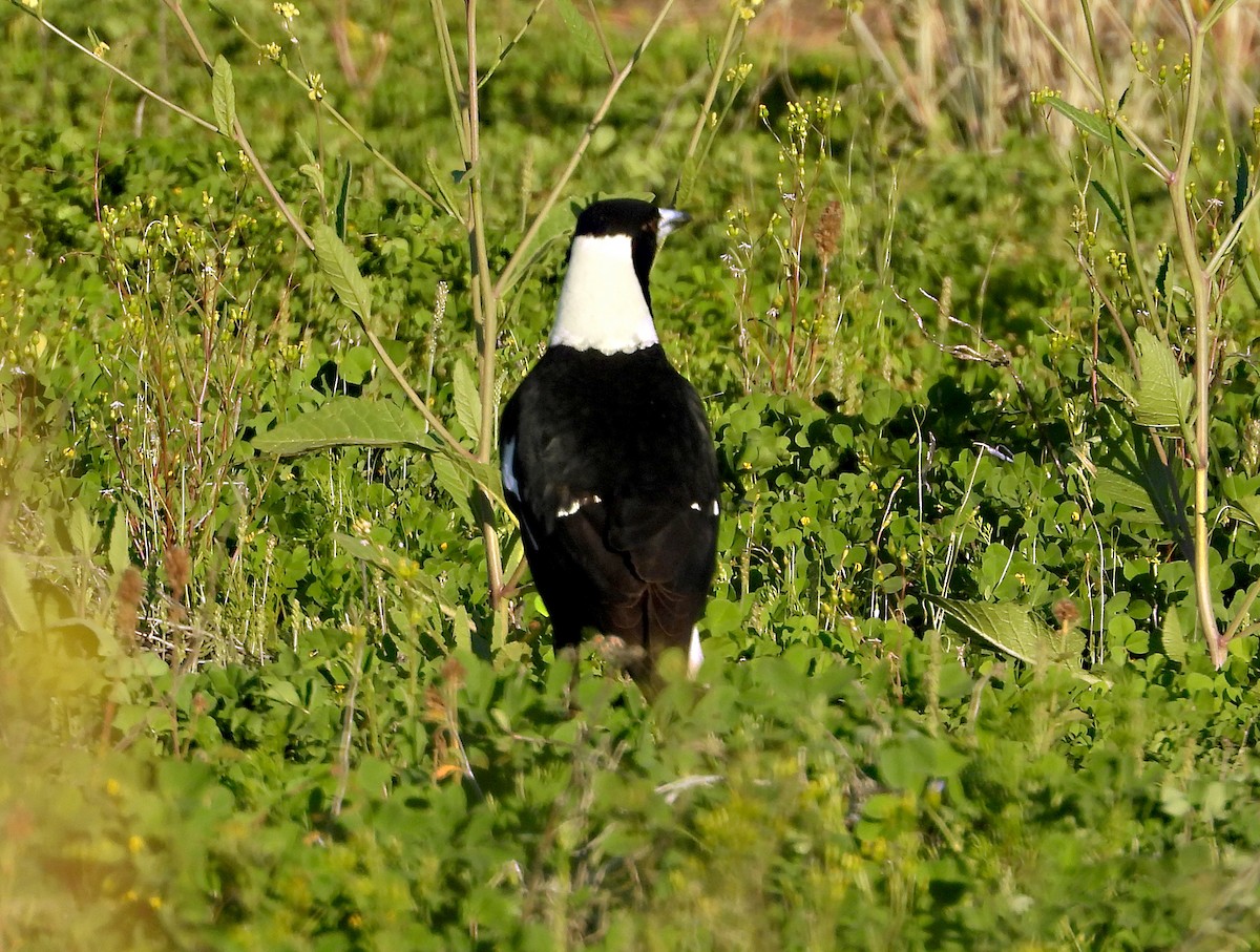 Australian Magpie - ML636762567