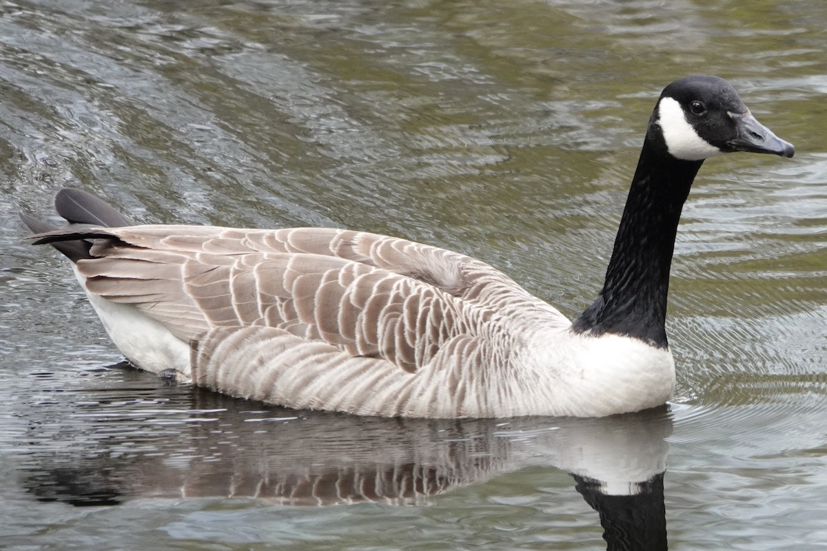 Canada Goose - ML636762595