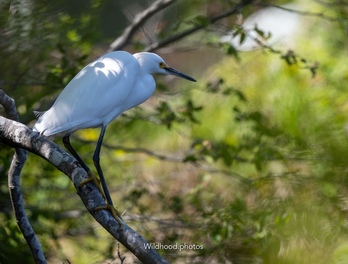 Snowy Egret - ML636762602