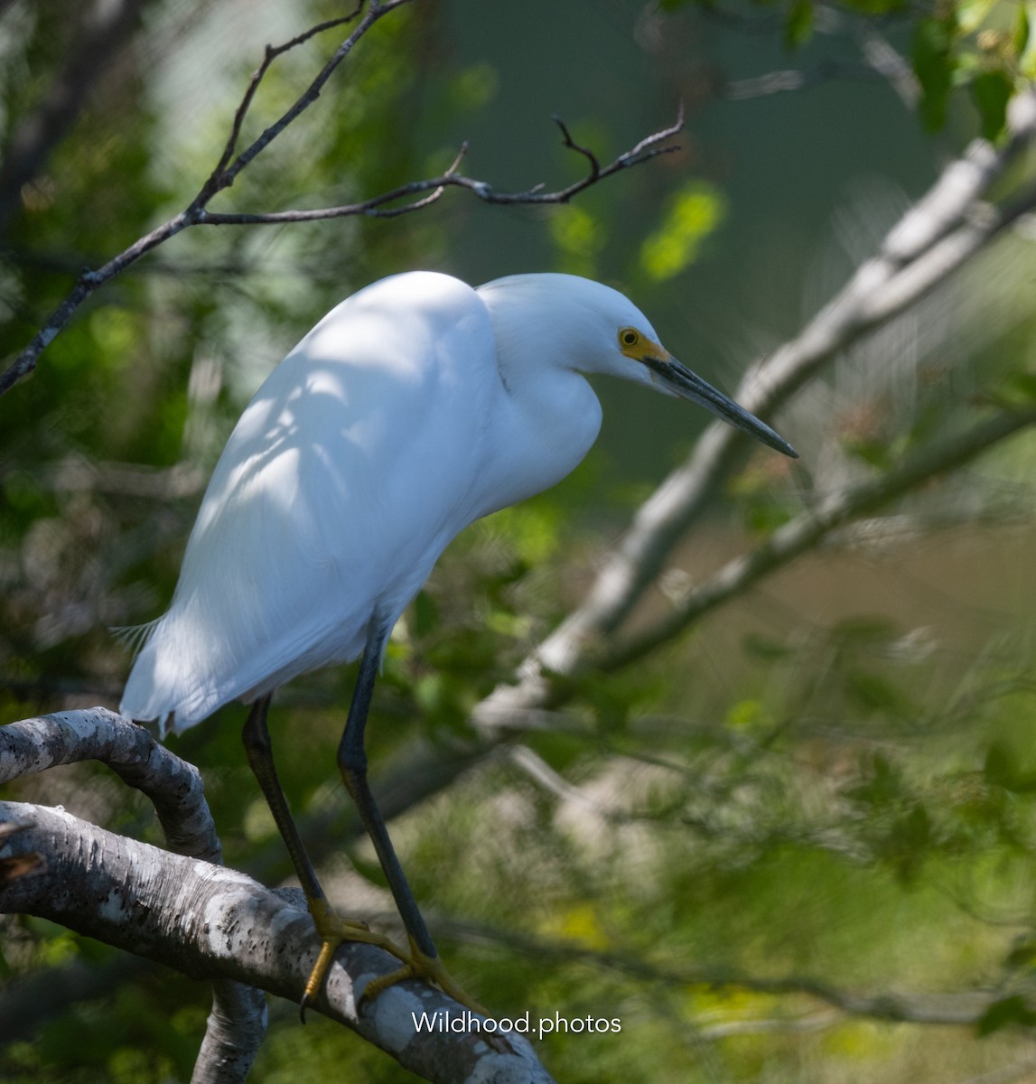 Snowy Egret - ML636762603