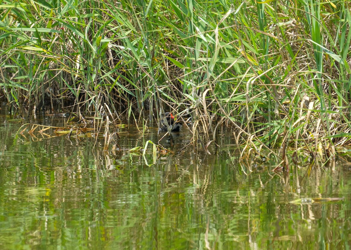 Eurasian Moorhen - ML636762609