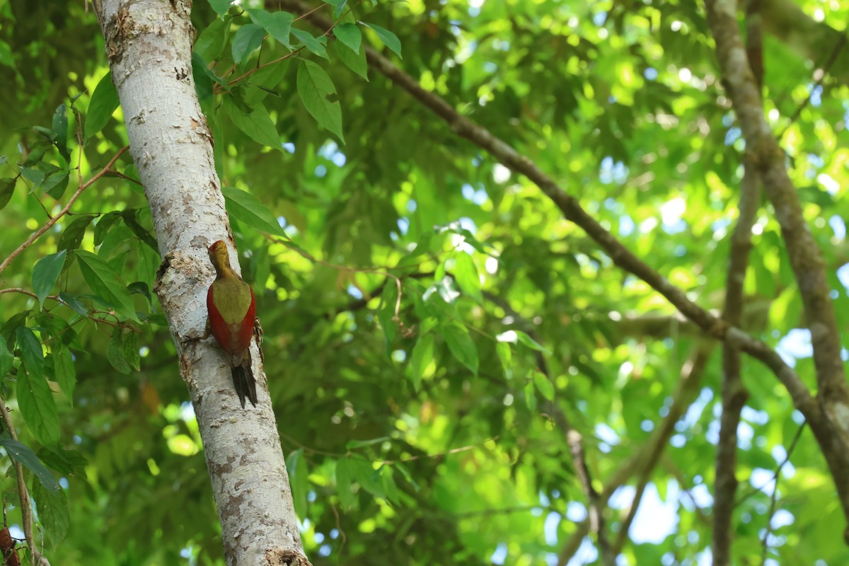 Crimson-winged Woodpecker - ML636762610