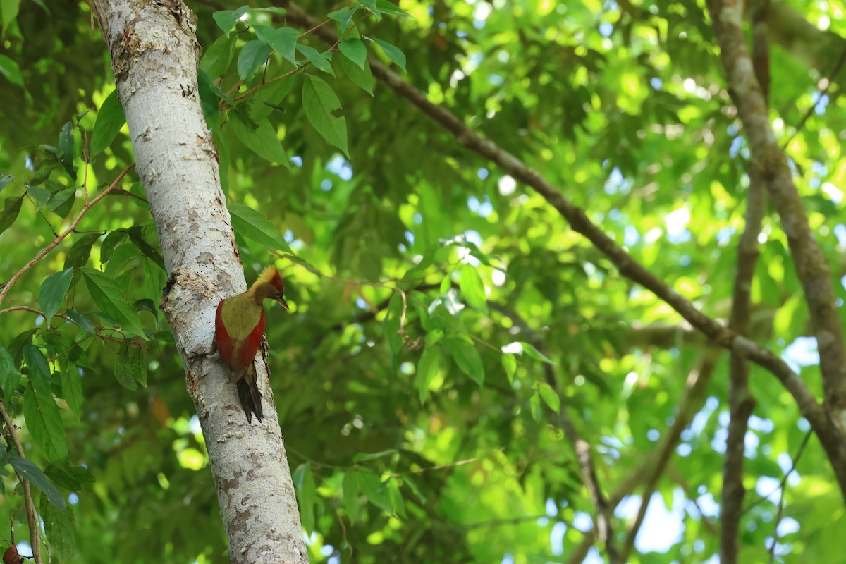 Crimson-winged Woodpecker - ML636762611