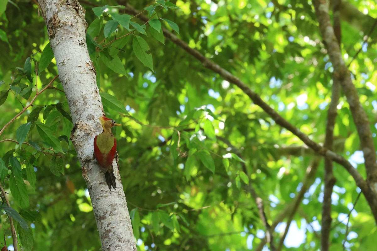Crimson-winged Woodpecker - ML636762612