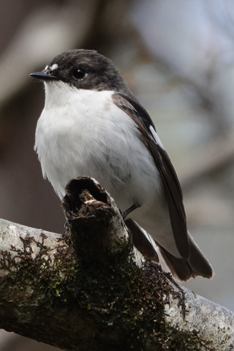 European Pied Flycatcher - ML636762635
