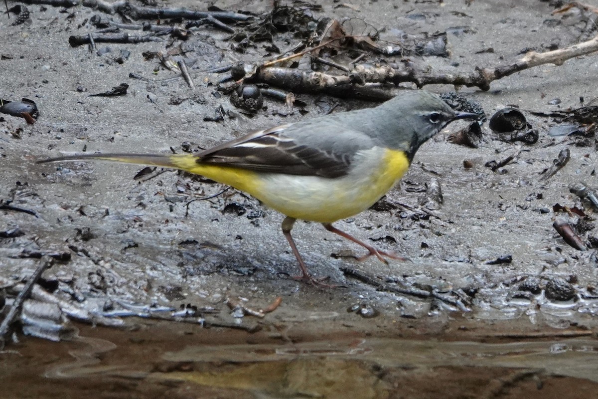 Gray Wagtail - ML636762648