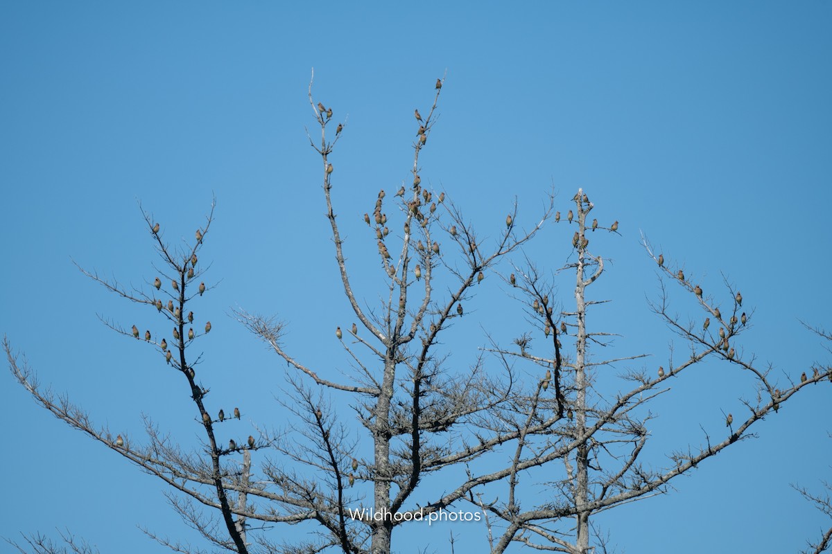 Cedar Waxwing - ML636762679