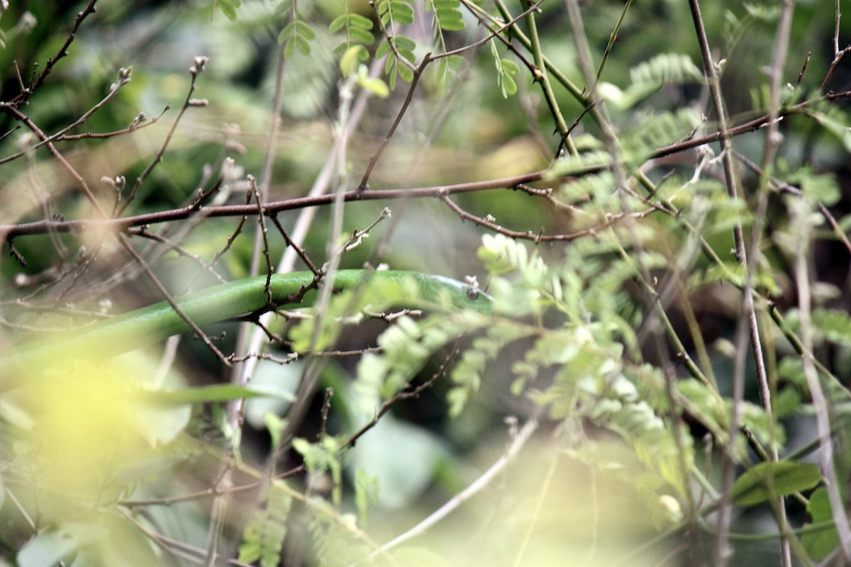 Eastern Green Mamba - ML636762712