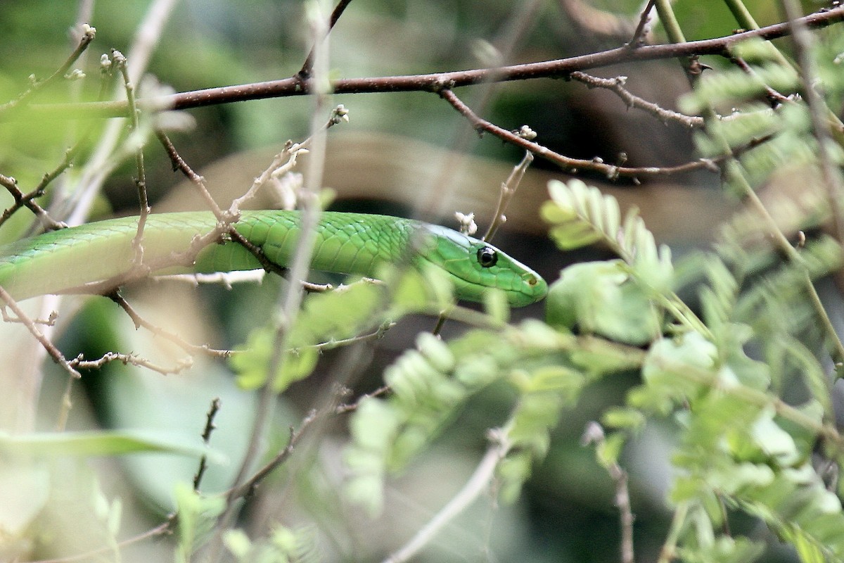 Eastern Green Mamba - ML636762713