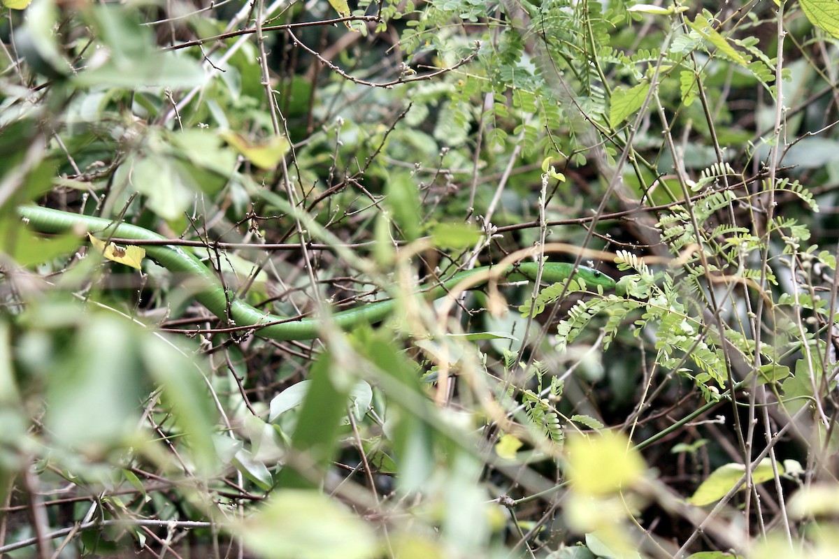 Eastern Green Mamba - ML636762714