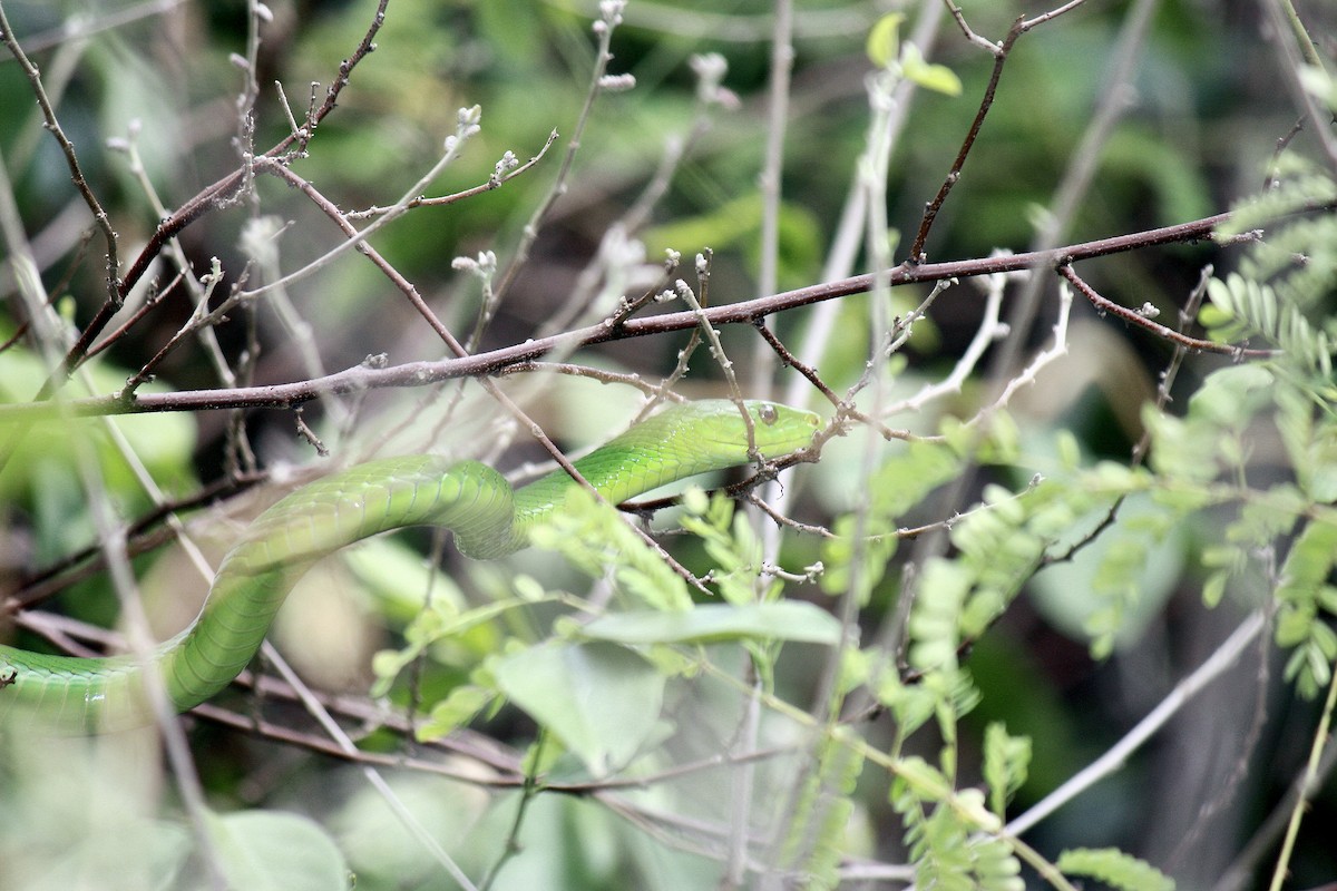 Eastern Green Mamba - ML636762717