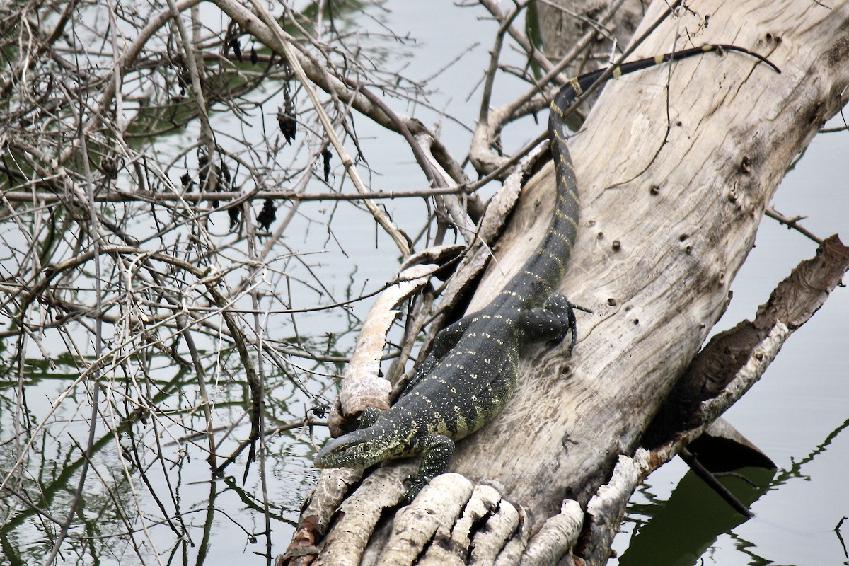 Nile Monitor - ML636762720