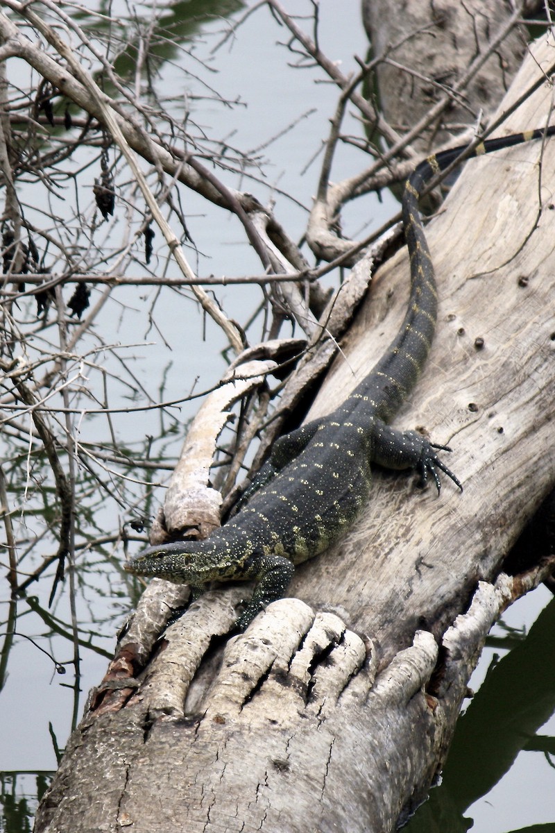 Nile Monitor - ML636762721