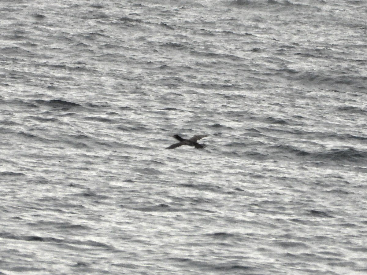 Brown Booby - ML636762727
