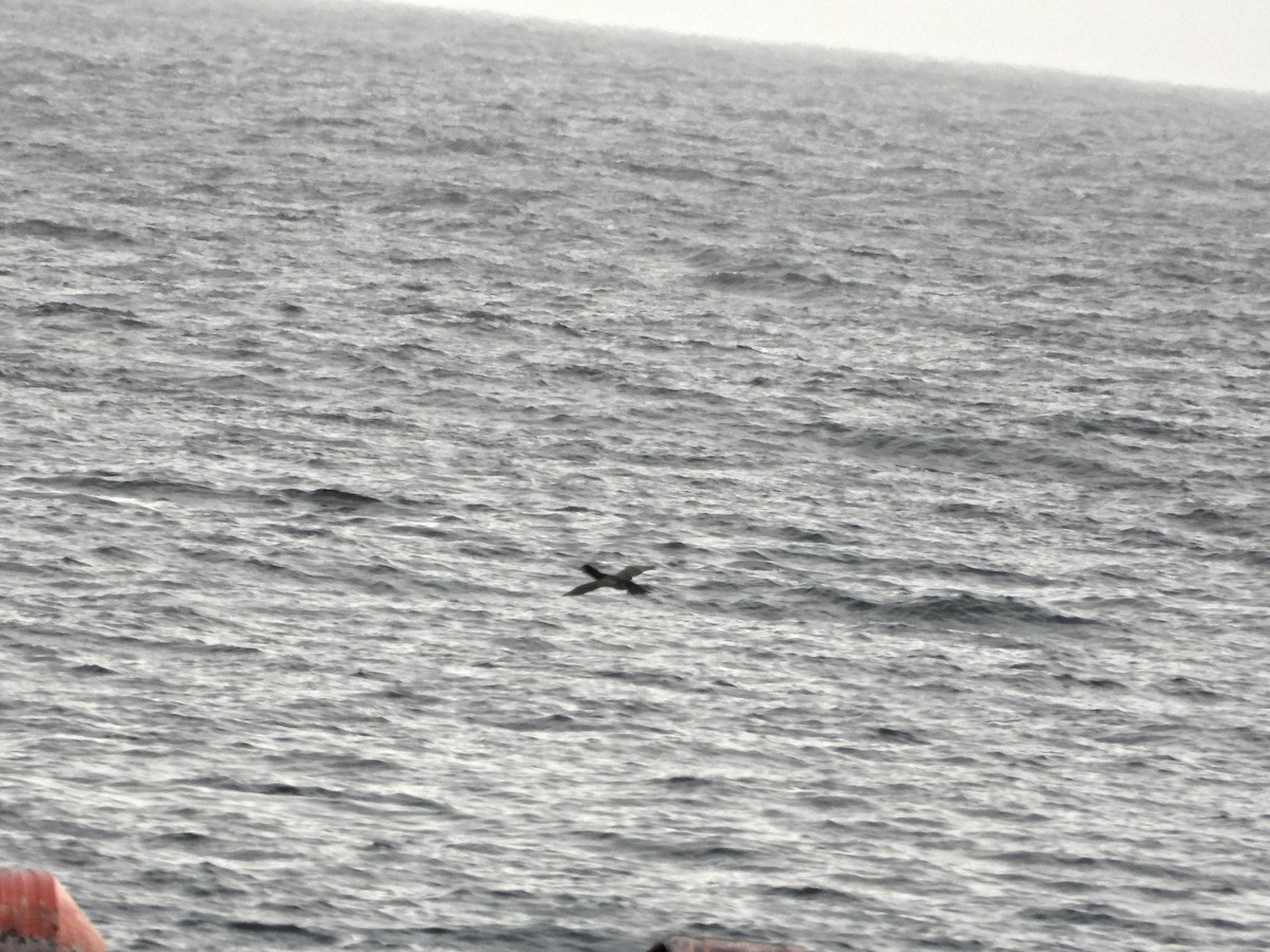 Brown Booby - ML636762728
