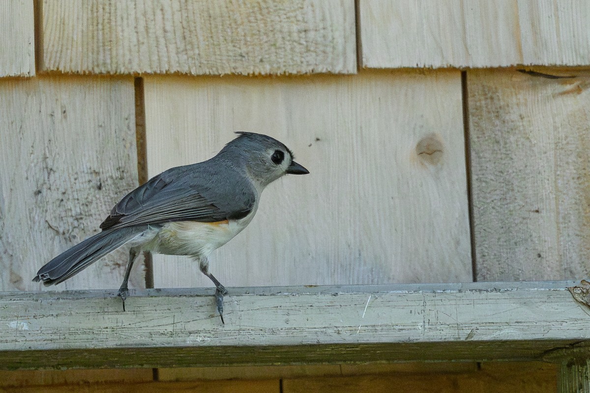 Tufted Titmouse - ML636762740