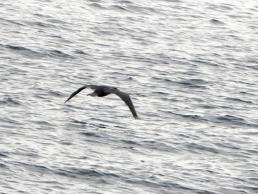 Neotropic Cormorant - ML636762746