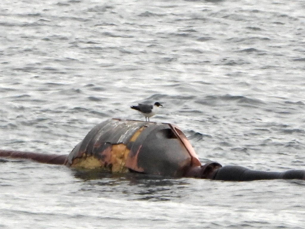 Laughing Gull - ML636762760
