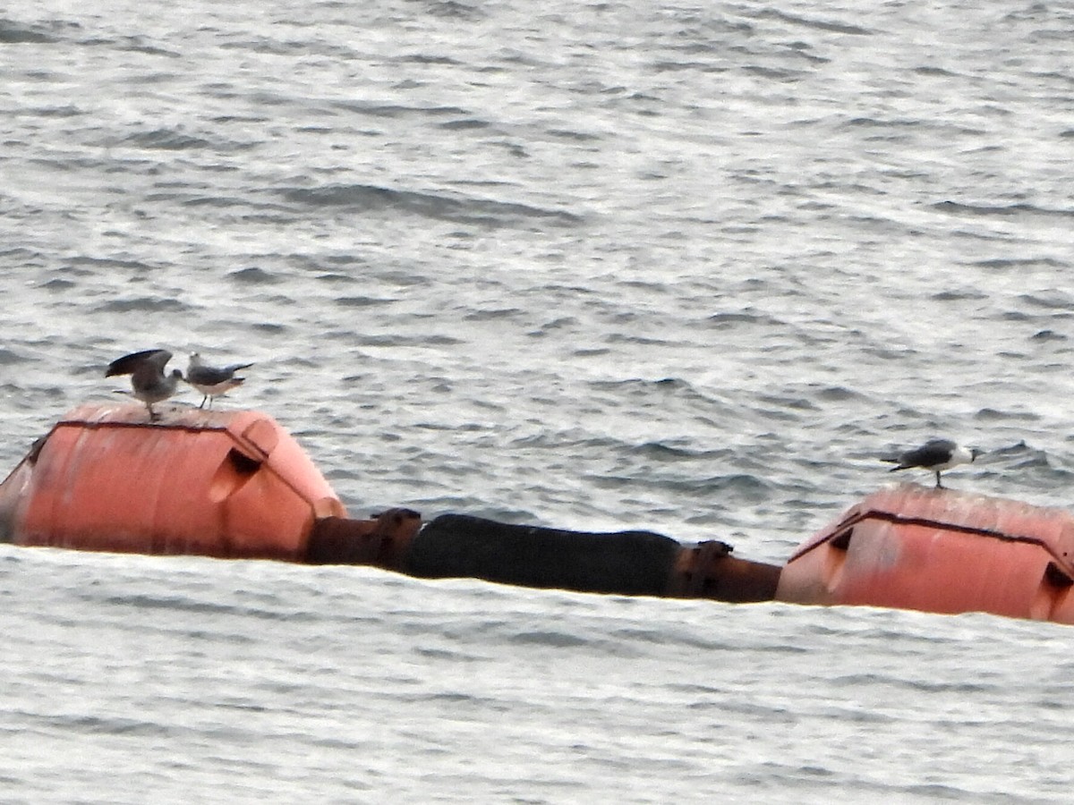 Laughing Gull - ML636762761