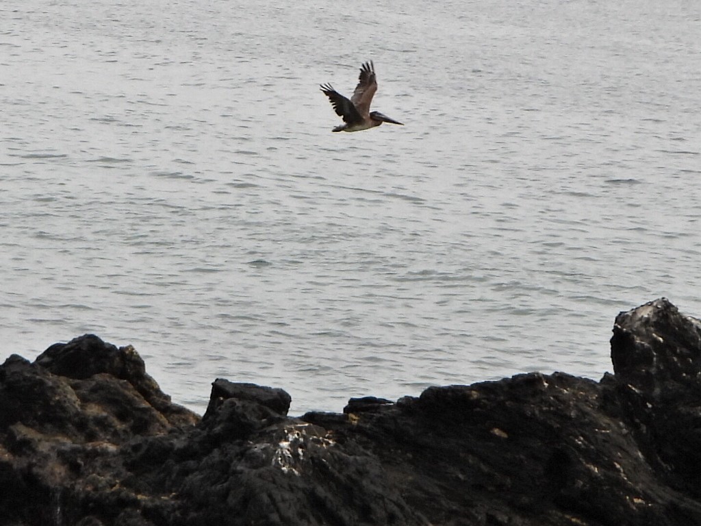 Brown Pelican - ML636762773