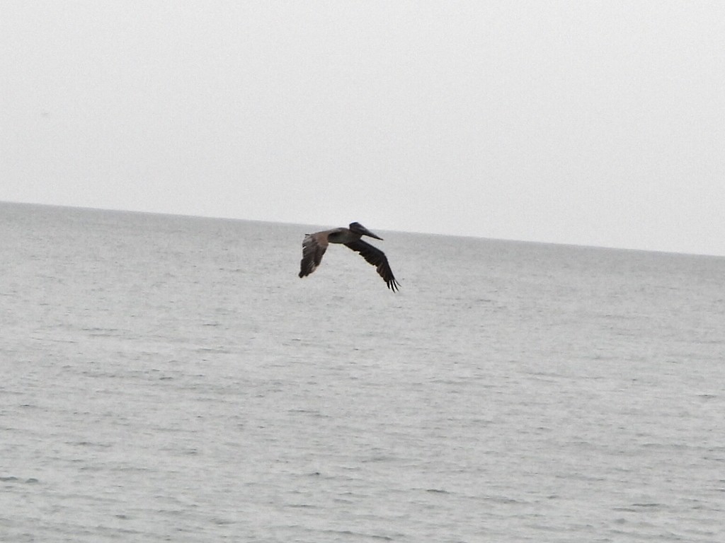 Brown Pelican - ML636762774