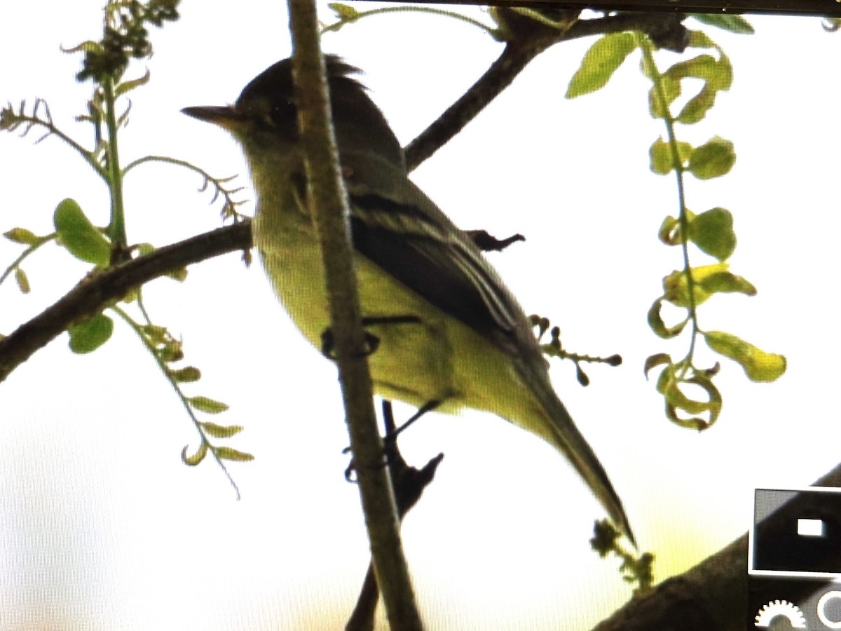 Yellow-bellied Flycatcher - ML636762779