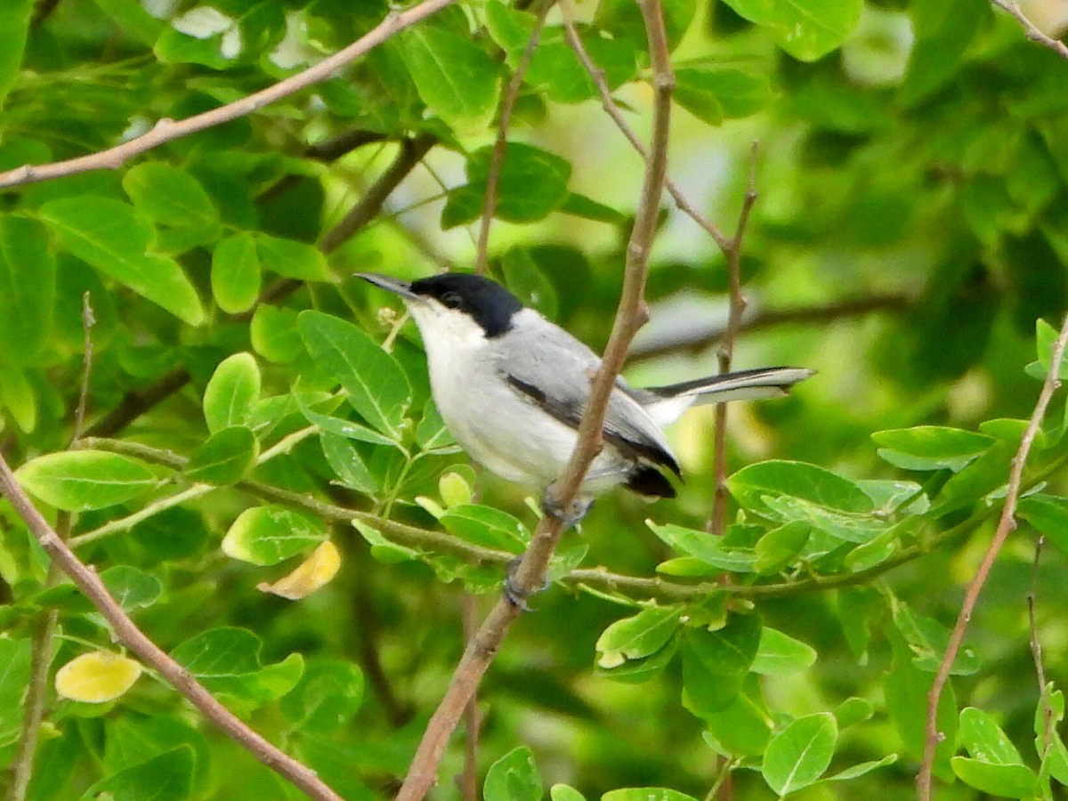 Tropical Gnatcatcher - ML636762816