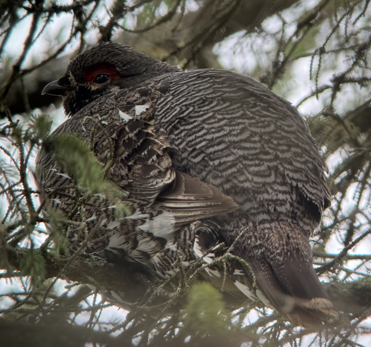 tetřívek kanadský - ML636762827