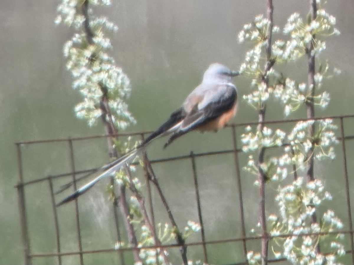 Scissor-tailed Flycatcher - ML636762889
