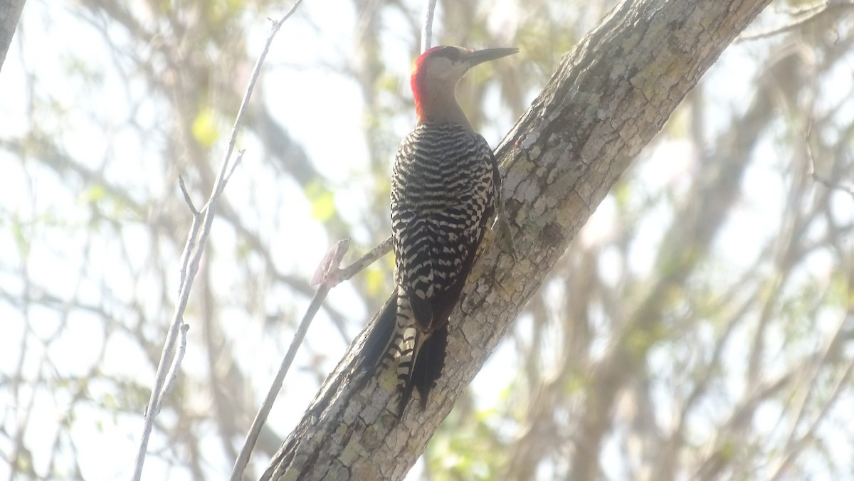 West Indian Woodpecker - ML636762923