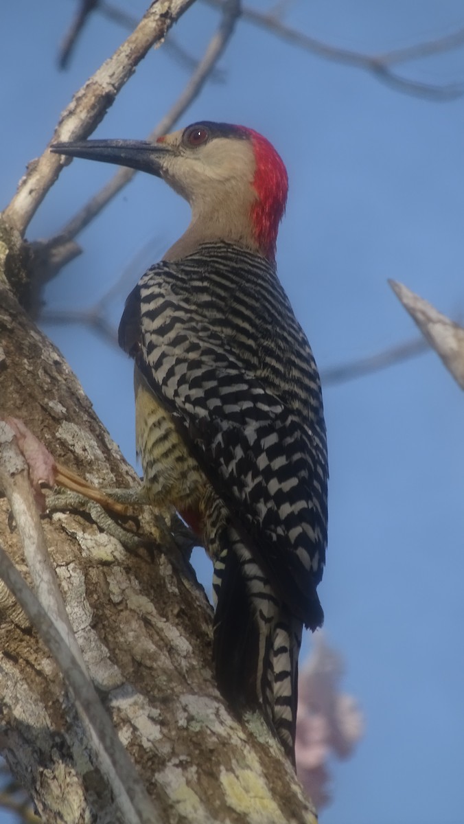West Indian Woodpecker - ML636762925