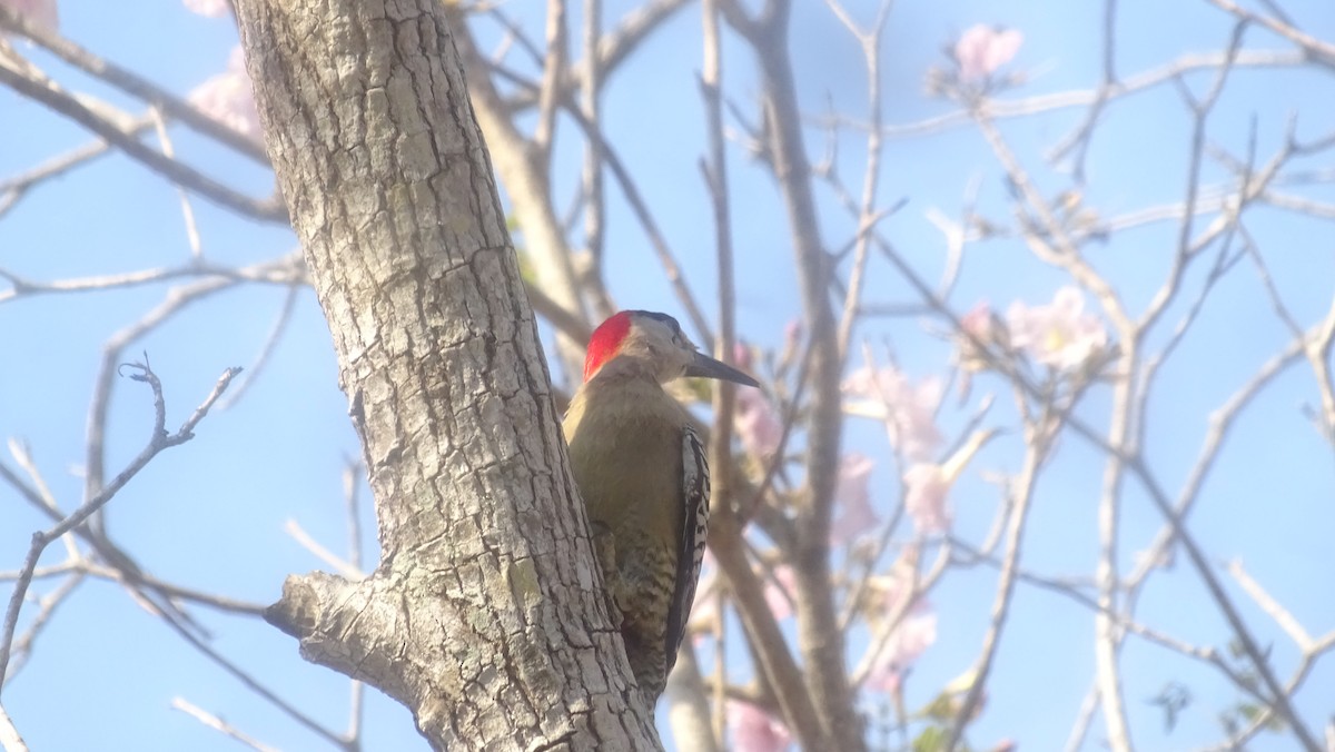 West Indian Woodpecker - ML636762926