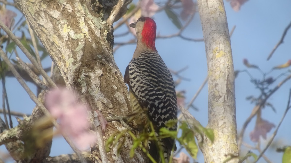 West Indian Woodpecker - ML636762927
