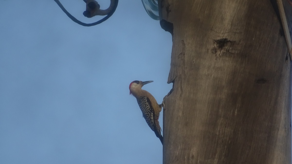 West Indian Woodpecker - ML636763019