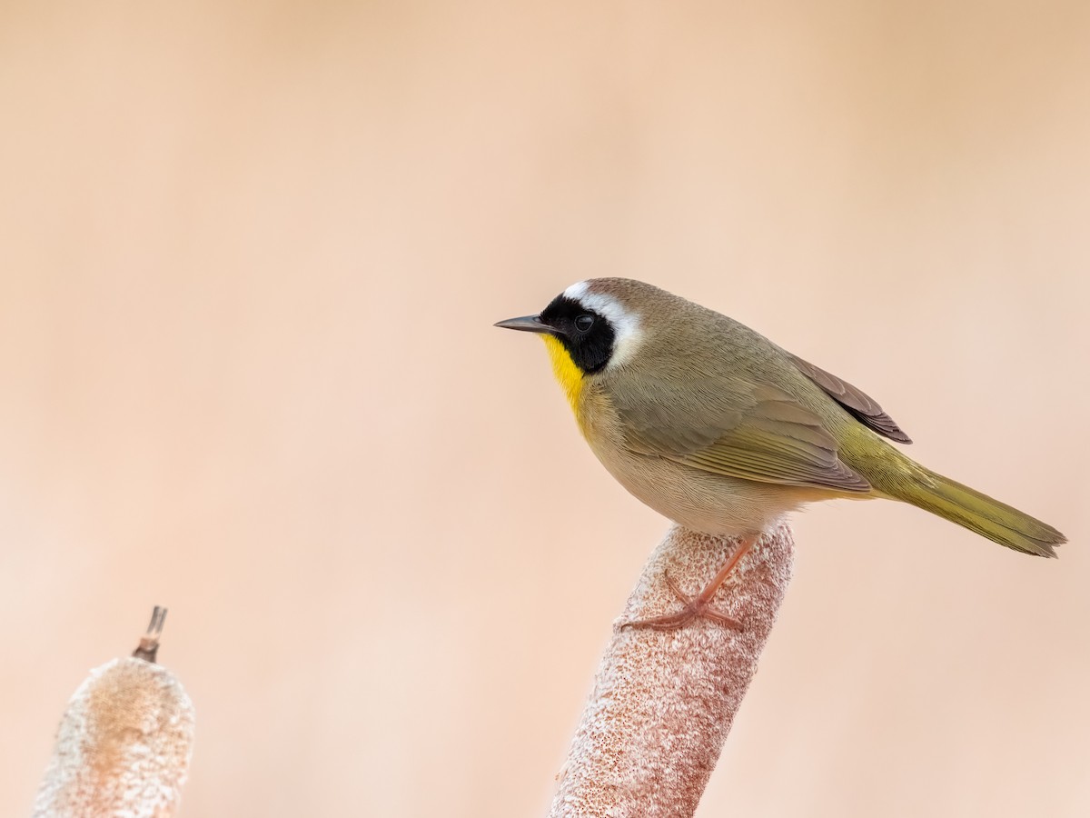 Common Yellowthroat - ML636763037