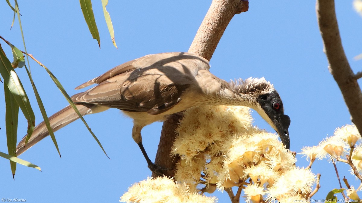 Silver-crowned Friarbird - ML636763062