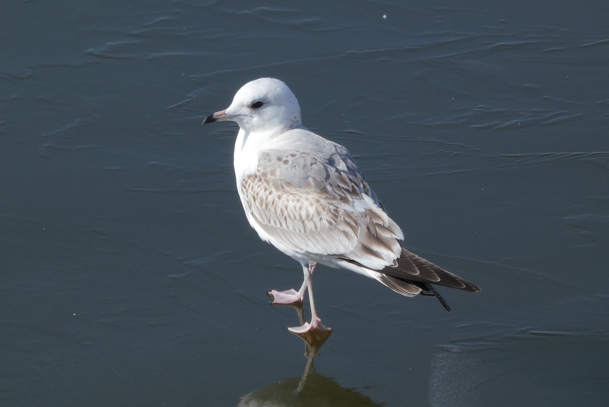 Common Gull - Diana Tudor