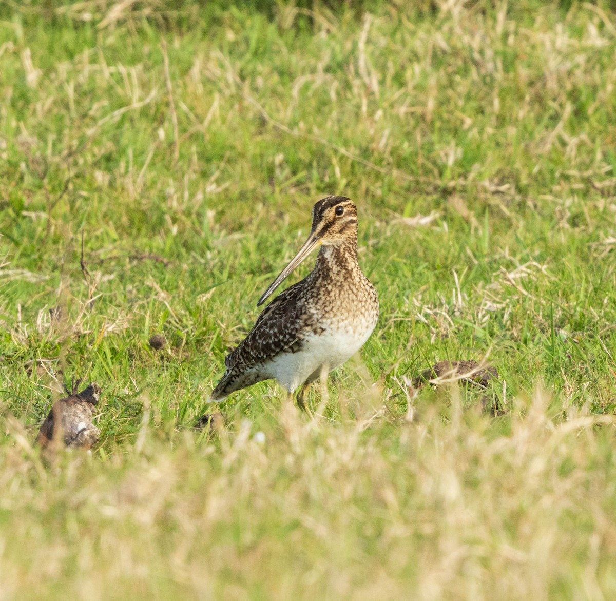 Pantanal Snipe - ML636763129