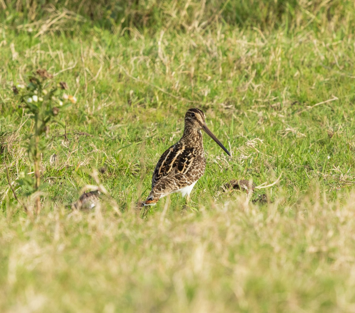 Pantanal Snipe - ML636763130