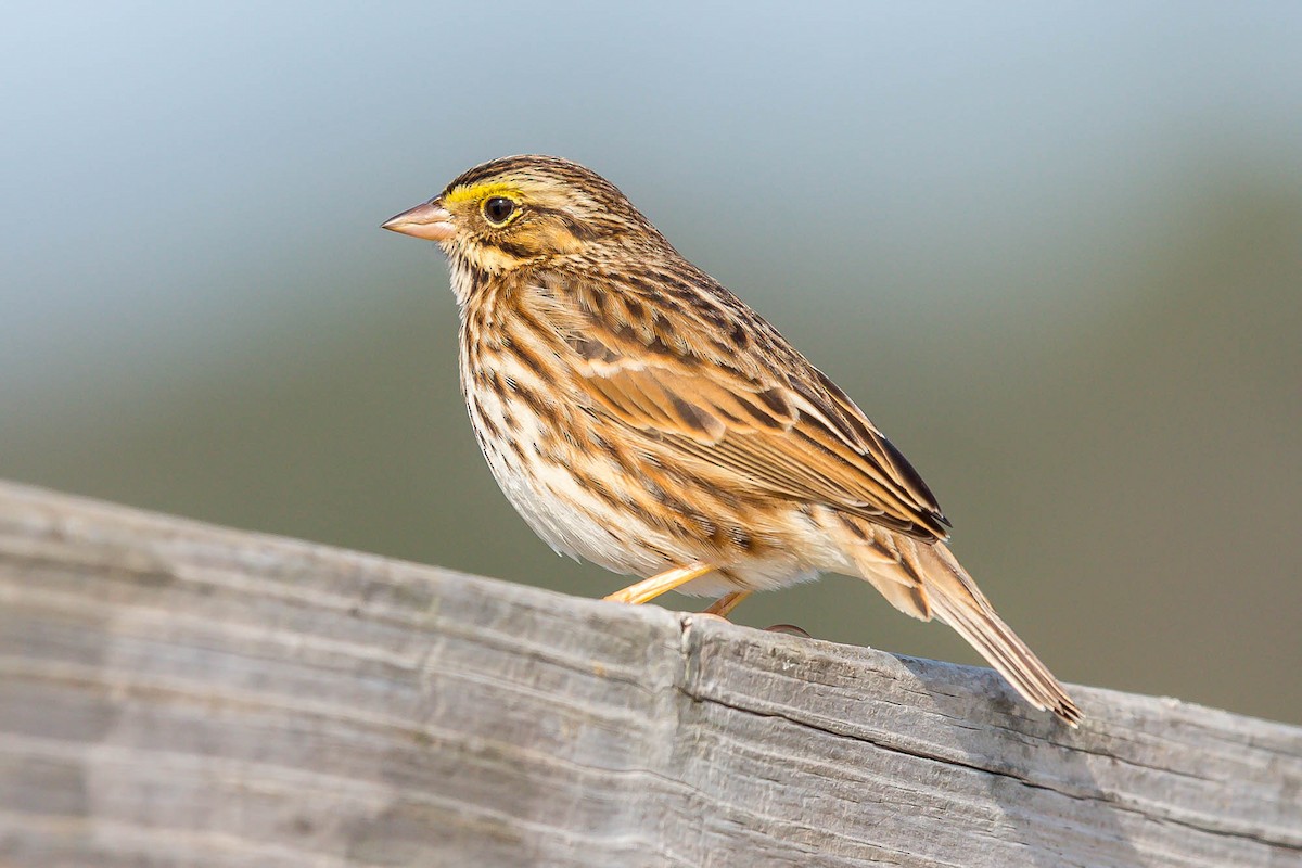 Savannah Sparrow (Savannah) - ML636763134