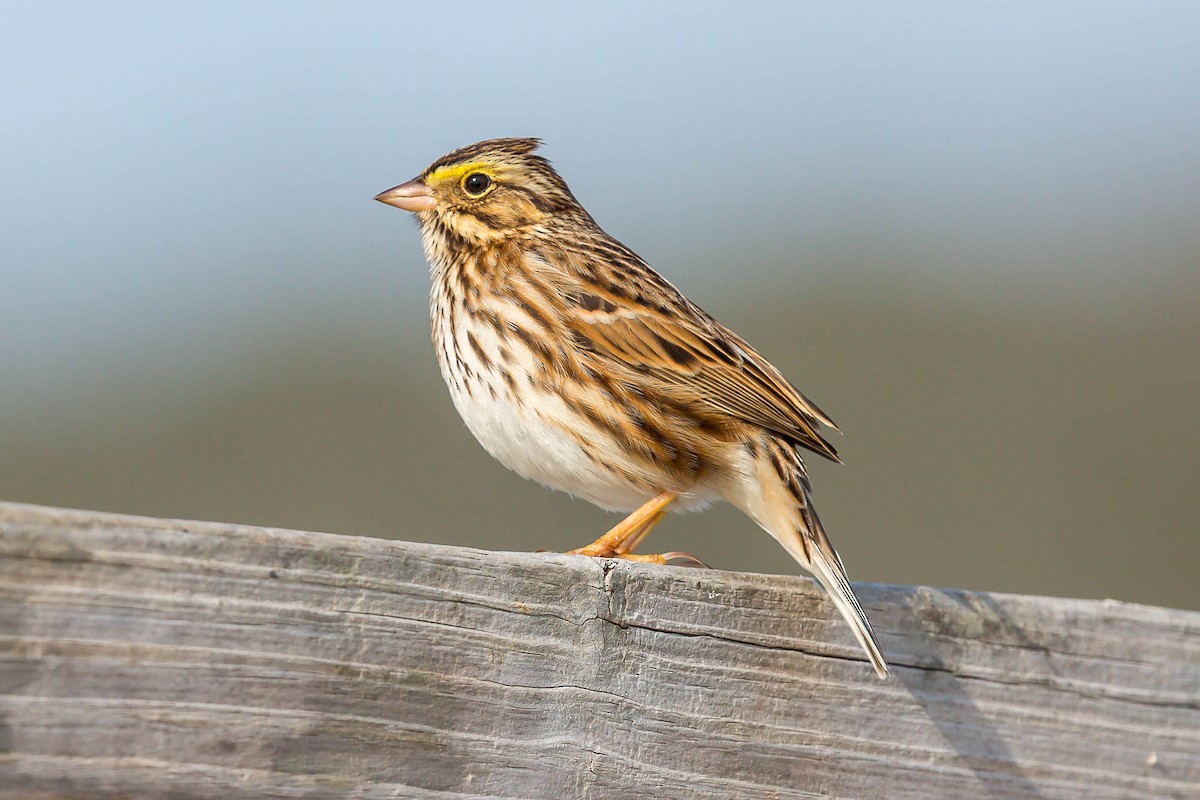 Savannah Sparrow (Savannah) - ML636763135